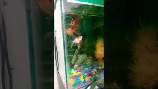 New 1.5ft tank | Fish Aquarium | Goldfish , Blue Gourami Community Tank