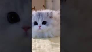 Imut, lucu dan bikin gemes!! Pet part 1 #cutecat #kitten #animals #pets #catlover #shorts