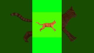 Cat Running Green Screen Animation Video#animation #chromakey #animal #cat #dailygreenscreen#shorts
