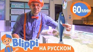 Обитатели Океанариума | Изучай этот мир вместе с Блиппи | Blippi Russian