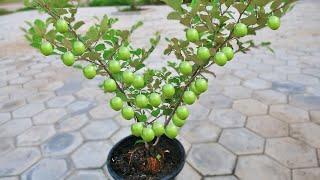 How To Propagate Jujube Tree Quickly With Natural Aloe Vera ( 100% success)