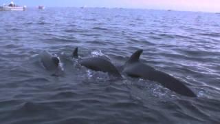 Whales off the coast of Prince Edward Island