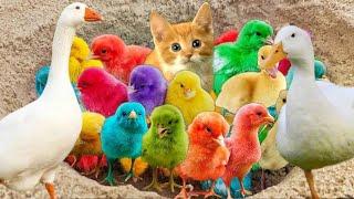 Transport cute chicks, Colorful Chicks, Rabbits, Duck Pekin, Marmot, Turtle, Catfish, Cute Animals