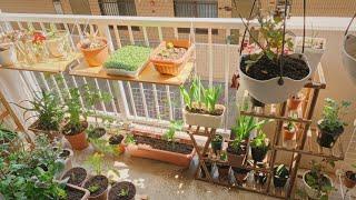 Balcony garden makeover   | Plant Diary