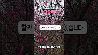 눈속에 피는 매화 '설중매'#설중매#설중매꽃#경산농원#경산꽃나무#꽃나무#경산묘목#경산갑을농원#경산종묘상