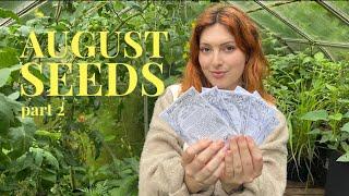 Veg Seeds to Sow in August - Part 2