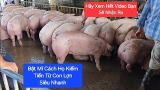 Tại Sao ? Nghề Nuôi Lợn Luôn Phát Triển | Khởi Nghiệp TV