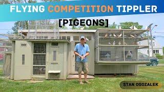 Flying Competition Tippler [Pigeons] - Loft Tour Stan Ogozalek