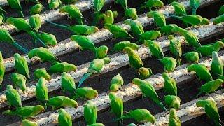 India’s ‘Birdman’ Feeds 4,000 Parakeets A Day