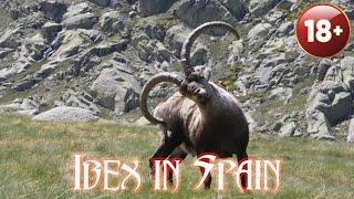 Hunt Ibex in Spain