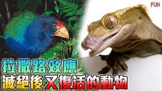 已滅絕的活化石生物，在野味市場被發現了？| 消失了80年的動物，又再次出現了！| 絶境中復活的動物