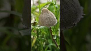 Panaeolus, a genus of Fungi. #photography #shorts #macro #viral #nature #mushroom #fungi #beauty