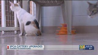 Bakersfield shelter begins construction of improved cattery