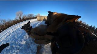 Intact Belgian Malinois Corrects Intact German Shepherd Puppy At The Dog Park