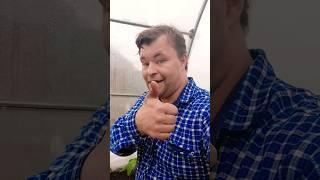 О ТАКОЙ ЧУДО ЛЕЙКЕ ВЫ ДАЖЕ НЕ ДОГАДЫВАЛИСЬ, А ВЕДЬ ОНА У ВАС ЕСТЬ. #сад #дача #огород #садиогород