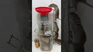 Homemade trap/world best mouse trap video #mousetrap #rattrap #mouse