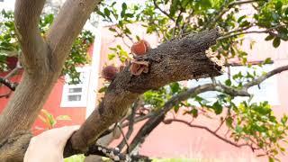 Hawaiian Edible Mushroom Foraging - Wood Ear, Pepeiao