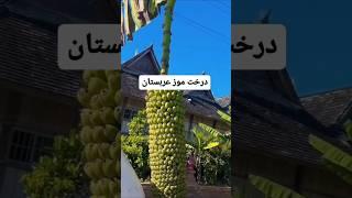 این ترفند مغازه‌دارا رو لو میده! 