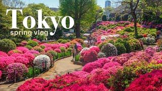 Tokyo spring vlog / Japan travel / Nezu shrine / Azalea festival / cafe / kimono / tea ceremony