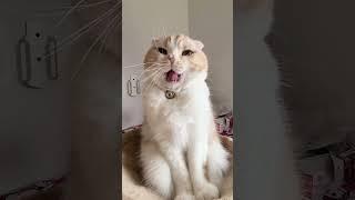 完全に寝起きの猫に話かけたらかわいすぎた。笑#shots