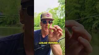 How to Catch Elusive Midwestern Browns