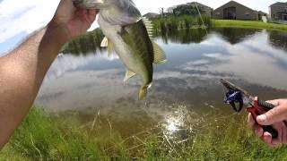 Backyard Bass Fishing!