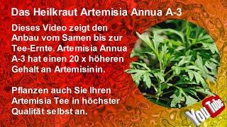 Das Heilkraut Artemisia Annua A-3  (Vom Samen bis zum Tee)