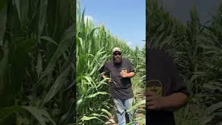 Ez Custom Ag | Corn Fungicide Foliar | Seed Treatments