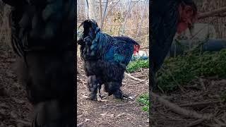 BLACK BRAHMA ROOSTER (HOROZ)