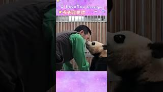 爷爷我爱你 Muak Grandpa I Love You #panda #huibao #ruibao #熊猫 ＃cute