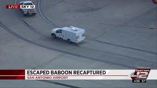 Monkey captured after escaping at San Antonio airport