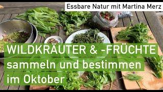 Essbare Wildkräuter und -früchte im Oktober sammeln & bestimmen in Oberbayern