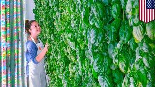 Vertical farming startup Plenty gets investment from SoftBank, Alphabet and Amazon - TomoNews