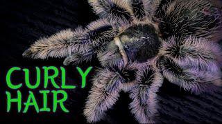 Curly Hair Tarantula  (Tliltocatl/Brachypelma albopilosus) Care & Husbandry