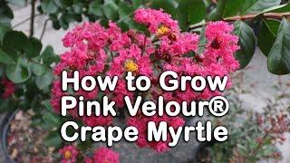 How to grow Pink Velour® Crape Myrtles (Hot Pink Crape Myrtle with Purple New Foliage)