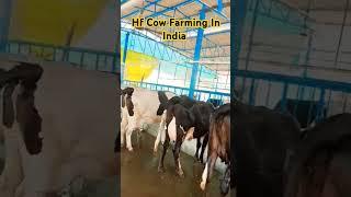 Hf Cow Farming In India l cow farming in mp l cow farming in Punjab l
