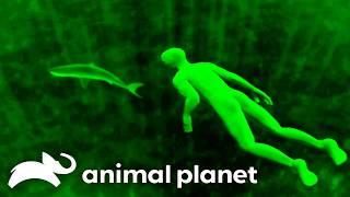 Top Ten Most Extreme Animals That Glow in the Dark | The Most Extreme | Animal Planet