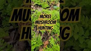 Morel Mushroom Hunting! #mushrooms #morels #fungi #mycology #food #foraging #mushroomhunting