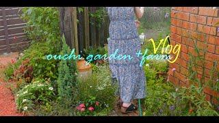 [Gardening routine] Garden work in August [vlog]