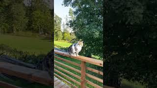When you get in too deep #cat #cats #catvideos #intoodeep