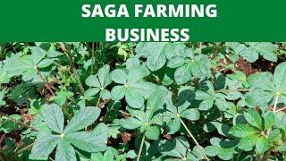 make 15K  EVERY month farming commercial saga| farming in kenya| spider plant farming business|