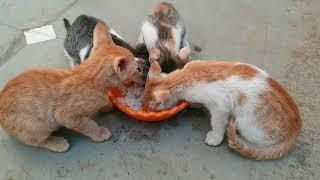 Bahut hi cute Hain Ye billi ke bachche // wild pets