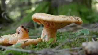 Lactarius salmonicolor @ Conoscere i funghi 21.09.2015