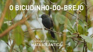 O Bicudinho-do-brejo | Histórias da Grande Reserva Mata Atlântica - Ep. 21