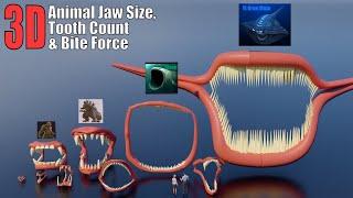 Amazing 3D Jaws Size Comparison: With Tooth Count and Bite Force