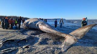 Fin whale found washed up on beach near Coastal Trail