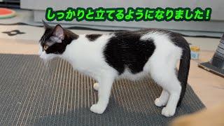 後ろ足が麻痺した猫が2回目の埋め込み鍼治療で驚くべき進展！感動の回復経過を報告