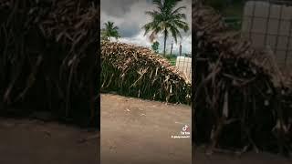 Sugar Cane Harvesting, Jamaica