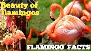 These flamingos have sweet dance moves |wild Argentina