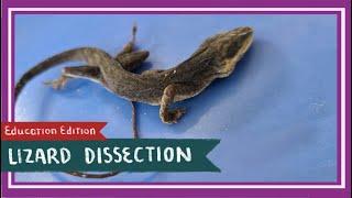 Anole Lizard Dissection || Take Me To Your Lizard [EDU]